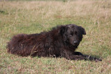 Pulin shepherd dog pes_MG_9908-11.jpg