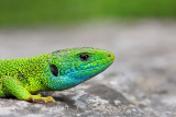 Western green lizard Lacerta bilineata zahodnoevropski zelenec_MG_2507-11.jpg