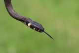 Grass snake Natrix natrix belouka_MG_2390-11.jpg