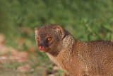 Indian mongoose Herpestes auropunctatus mungo_MG_2958-11.jpg