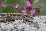 Horvaths rock lizard Iberolacerta (Lacerta) horvathi horvatova kuarica_MG_1766-11.jpg