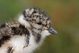 Lapwing young mladi pribe__MG_1341-11.jpg