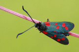 Six-spot burnet moth Zygaena filipendulae osladov ovni_MG_0556-11.jpg