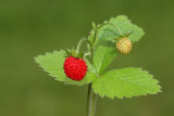 Woodland strawberry Fragaria vesca navadna jagoda jagodnjak__MG_0979-11.jpg