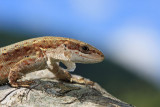 Viviparous lizard Zootoca  vivipara ivorodna kuarica_MG_1697-11.jpg