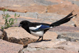 Magpie Pica pica sraka_MG_1959-11.jpg