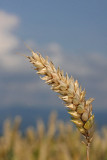 Wheat Triticum aestivum penica_MG_2531-11.jpg