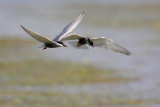 Whiskered tern Chlidonias hybridus belolina igra_MG_0761-11.jpg