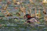 Little grebe Tachybaptus ruficollis mali ponirek_MG_4645-11.jpg