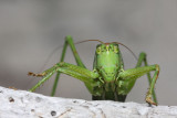 Great green bush-cricket Tettigonia viridissima drevesna zelenka_MG_2826-11.jpg