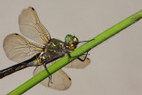Yellow-spotted dragonfly Somatochlora flavomaculata pegasti lesketnik_MG_4334-11.jpg