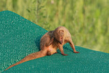 Indian mongoose on the rubbish dump Herpestes auropunctatus mungo na smeti¹èu_MG_3147-11.jpg