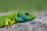Western green lizard Lacerta bilineata zahodnoevropski zelenec_MG_2555-11.jpg