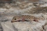Turkish gecko Hemidactylus turcicus turki gekon_MG_3461-11.jpg