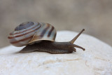 Snail pol_MG_3539-11.jpg