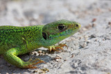 Western green lizard Lacerta bilineata zahodnoevropski zelenec_MG_6348-11.jpg