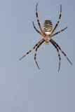 Wasp spider Argiope bruennichi osasti pajek_MG_6207-11.jpg