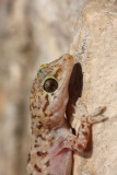 Turkish gecko Hemidactylus turcicus turki gekon_MG_3455-11.jpg