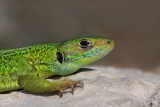 Western green lizard Lacerta bilineata zahodnoevropski zelenec_MG_6327-11.jpg