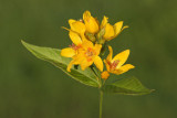 Yellow loosestrife Lysimachia vulgaris navadna pijavnica_MG_5118-11.jpg