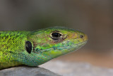 Western green lizard Lacerta bilineata zahodnoevropski zelenec_MG_6333-11.jpg