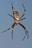 Wasp spider Argiope bruennichi osasti pajek_MG_6268-11.jpg