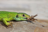 Western green lizard Lacerta bilineata zahodnoevropski zelenec_MG_6381-11.jpg