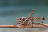 White-faced bush-cricket Decticus albifrons primorska plenilka_MG_3523-11.jpg