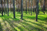 Pine forest borov gozd_MG_9078-11.jpg