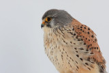 Common kestrel Falco tinnunculus navadna postovka_MG_0112-11.jpg