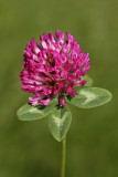 Red clover Trifolium pratense rna detelja_MG_2660-11.jpg