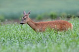 Roedeer Capreolus capreolus srna_MG_3267-11.jpg