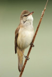 Great reed warbler Acrocephalus arundinaceus rakar_MG_3346-11.jpg
