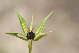 Herb paris Paris quadrifolia volja jagoda_MG_7760-111.jpg