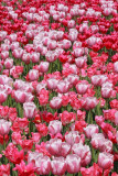 Tulips tulipani_MG_8779-11.jpg