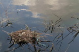 Grebe nest ponirkovo gnezdo_MG_0023-111.jpg