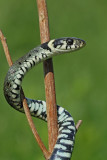 Grass snake Natrix natrix belou�ka_MG_9649-111.jpg