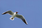 Adult gull in flight odrasel galeb v letu_MG_3401-11.jpg
