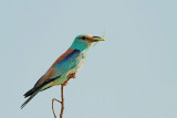 European roller Coracias garrulus zlatovranka_MG_0337-11.jpg