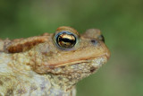 Common toad Bufo bufo navadna krastača_MG_1713-111.jpg