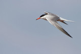 Common tern Sterna hirundo navadna igra_MG_9318-111.jpg