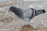 Rock dove Columba livia skalni golob_MG_79001-11.jpg