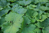 Common butterbur Petasites hybridus navadni repuh_MG_0108-11.jpg
