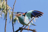 European roller Coracias garrulus zlatovranka_MG_9610-11.jpg