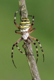 Wasp spider Argiope bruennichi osasti pajek_MG_4082-11.jpg