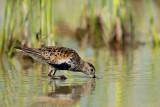 Dunlin Calidris alpina spremenljivi prodnik_MG_3939-11.jpg