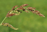 Barnyard grass Echinochloa crus-galli navadna kostreba_MG_4237-11.jpg