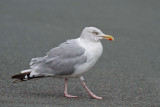 Herring gull Larus argentatus srebrni galeb_MG_4693-11.jpg