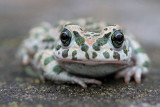 Green toad Pseudepidalea (Bufo) viridis zelena krastača_MG_5316-11.jpg