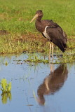 Black stork Ciconia nigra črna �torklja_MG_5076-11.jpg